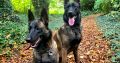 Purebred Belgian Malinois Puppies for Sale